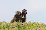 CANE CORSO 197